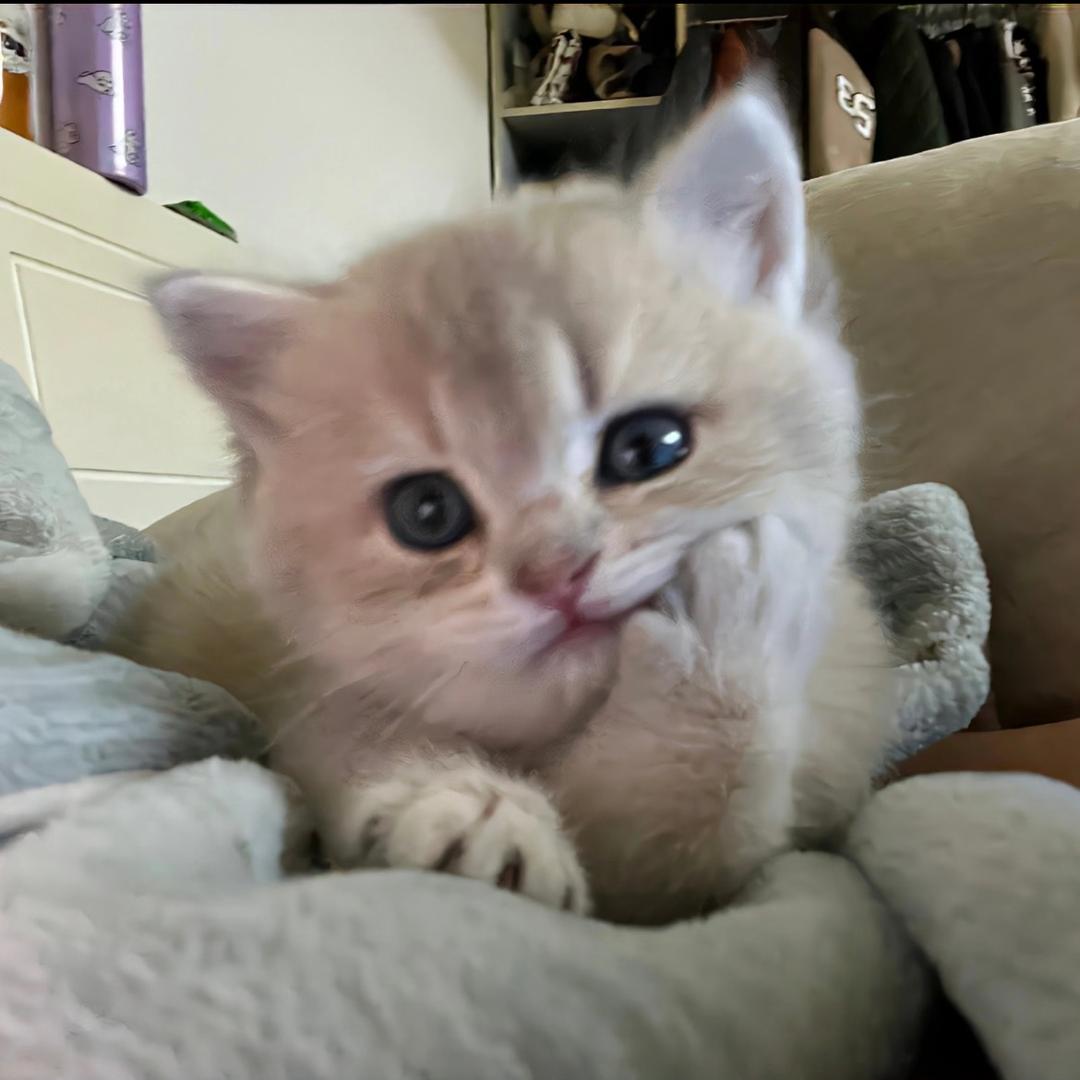 闲猫好物