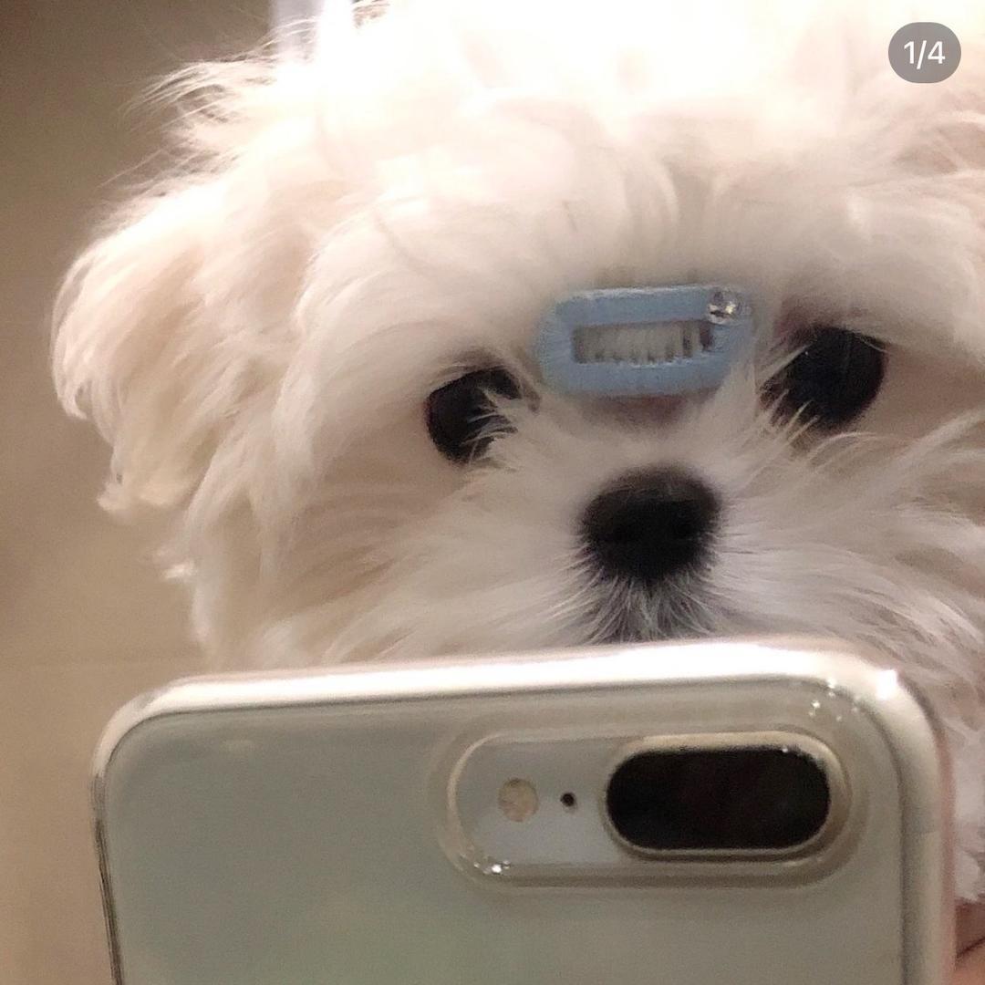 菠萝派吖