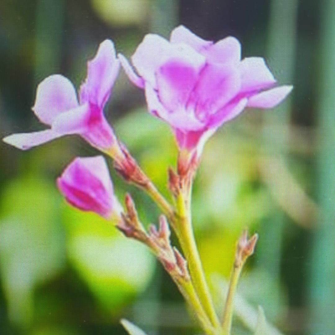 摇铃唤白鹿