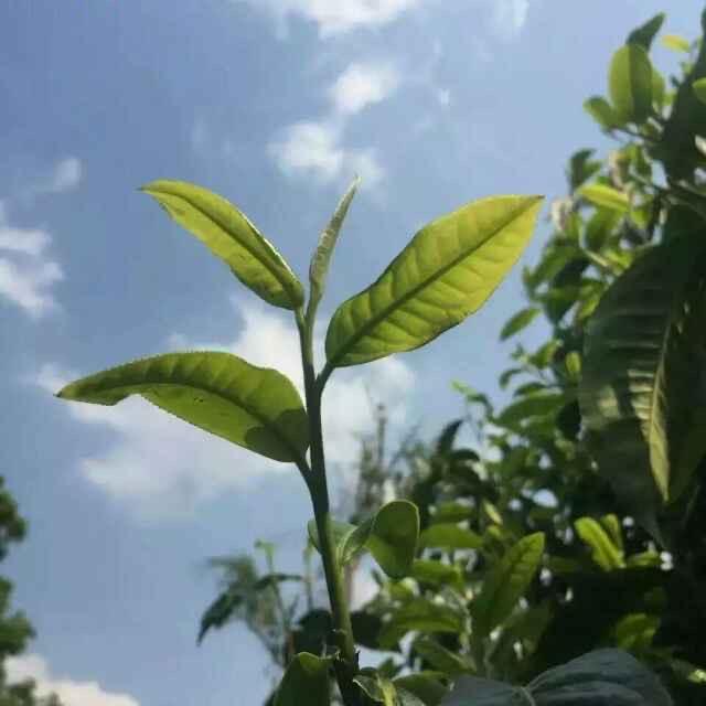 四季平安
