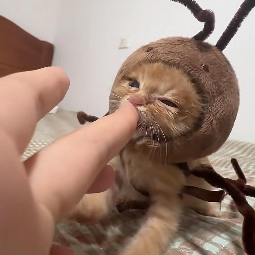 眯眯眼