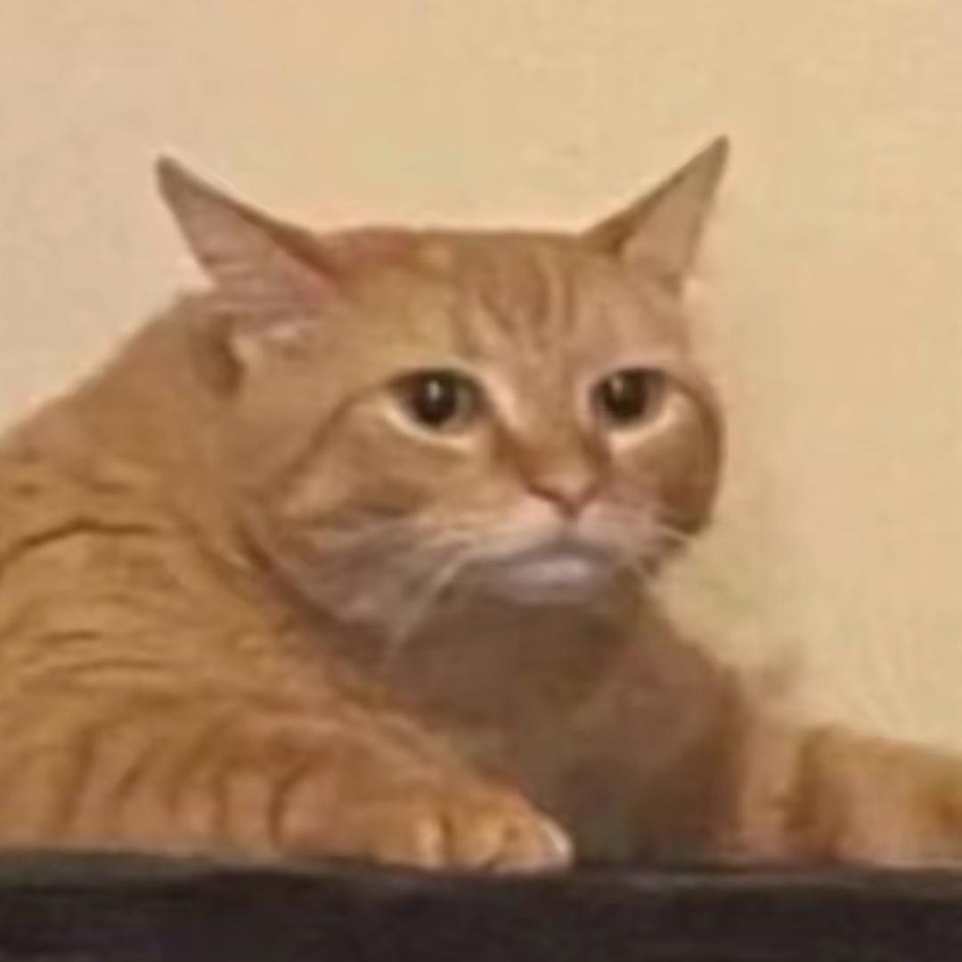 小羔羔羔羔🦙（休养中