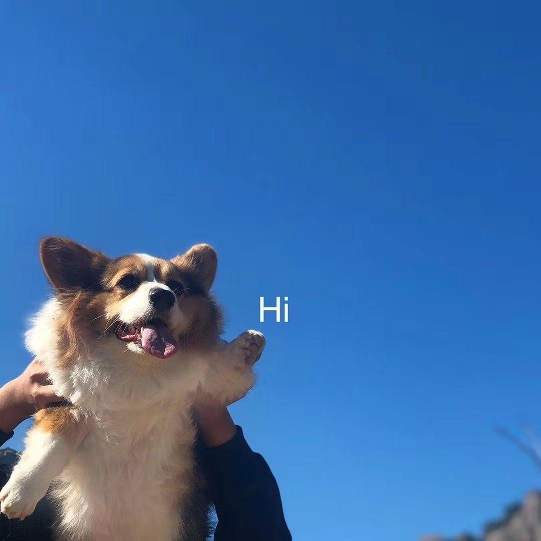 爱吃枇杷罐头的唐英头像