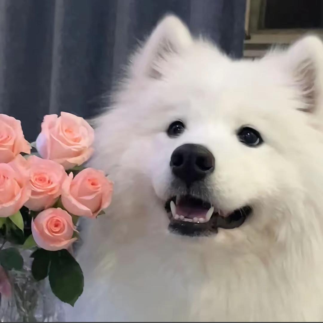 嘉