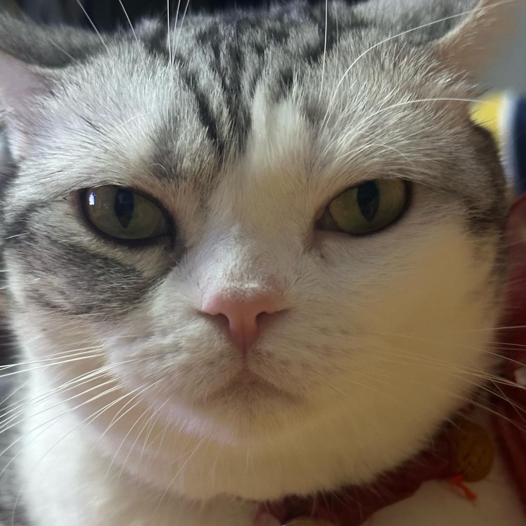 小煤球儿