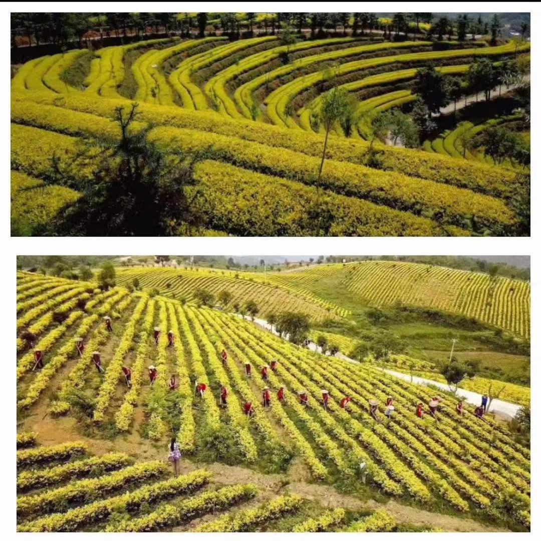 安陆绿道茶业（白茶）