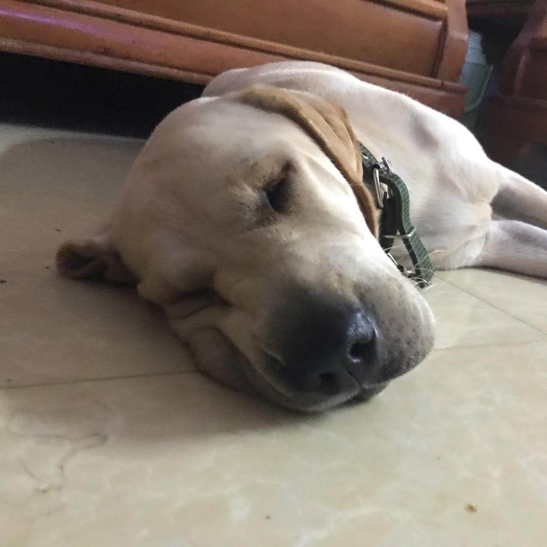 青叶果树特色绿植