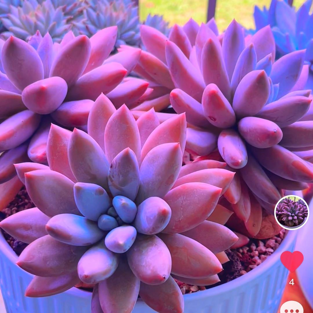 暮尘
