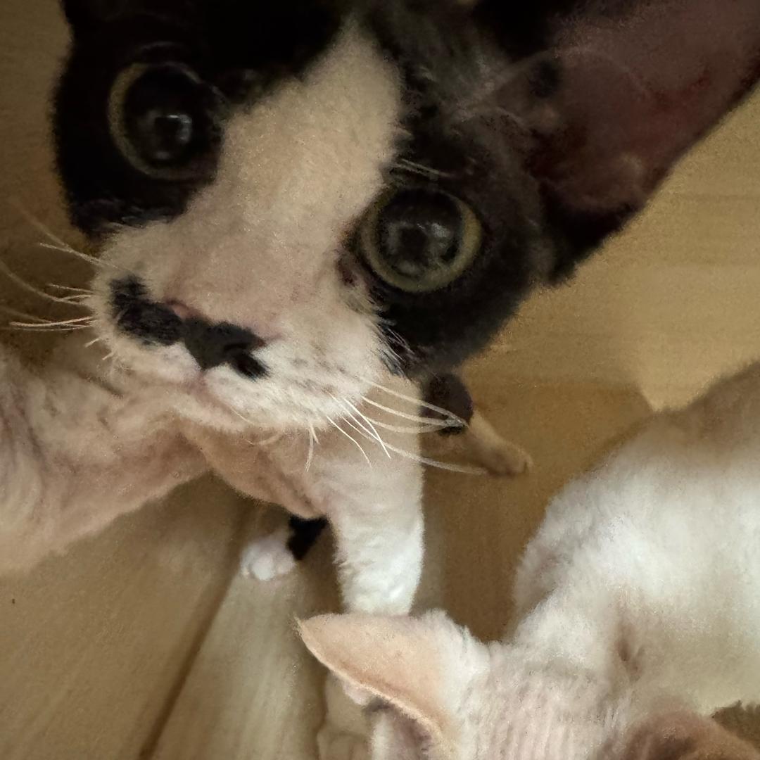 洛阳小花儿家德文