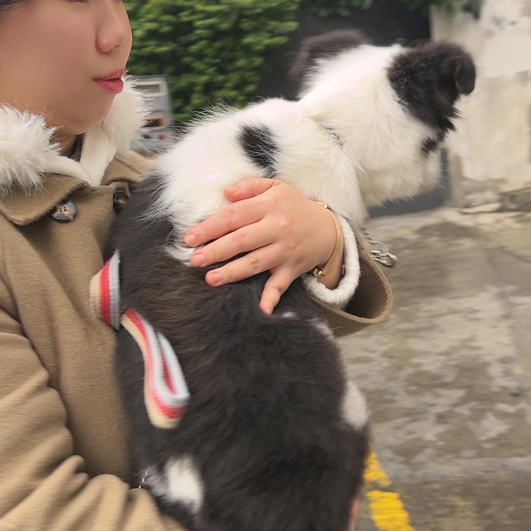 三色边牧包子
