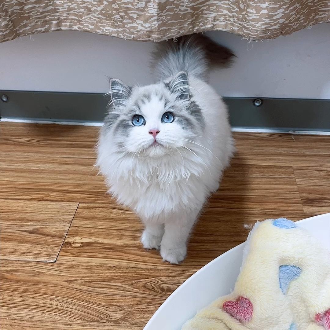 青苹果🍏布偶猫