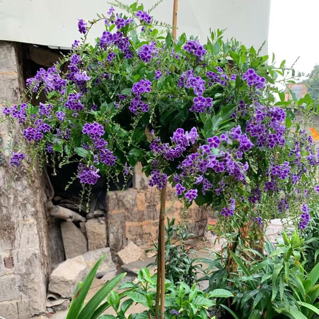 新雨绿植花卉基地