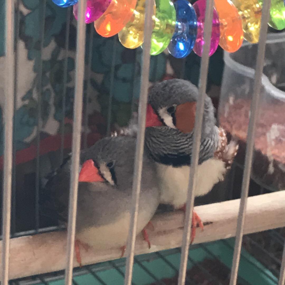 小布老师也可以