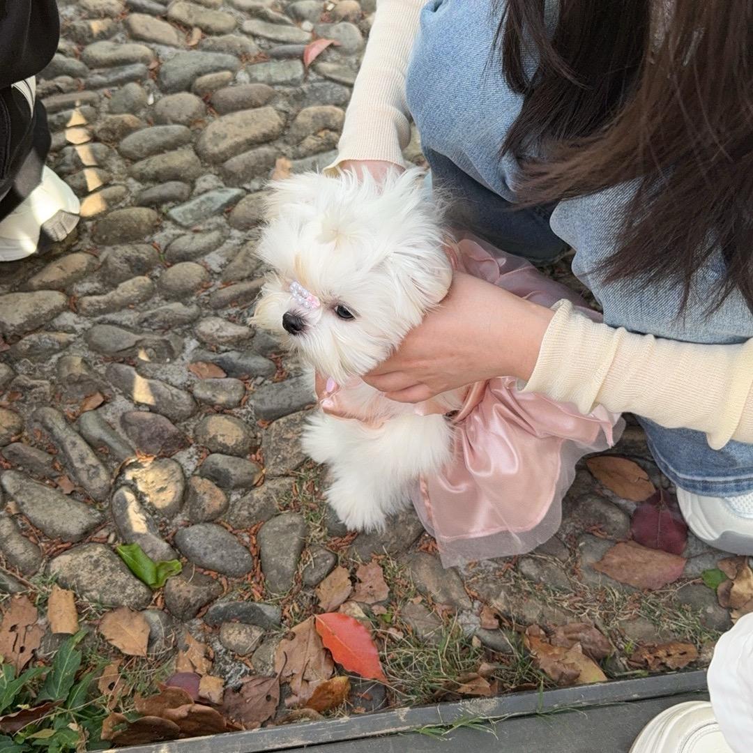 六公主👸