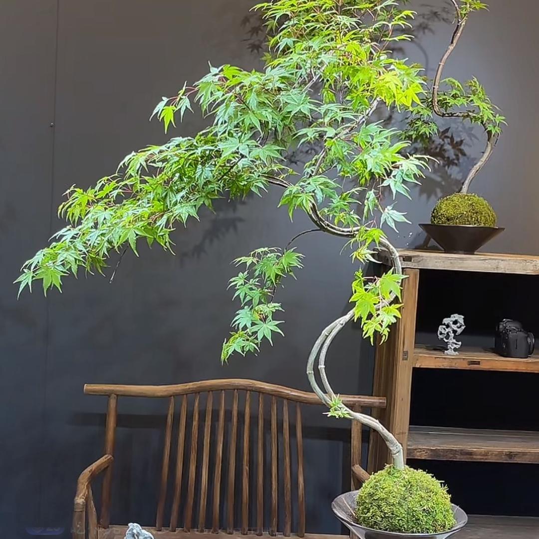 雯雅园艺禅艺盆栽