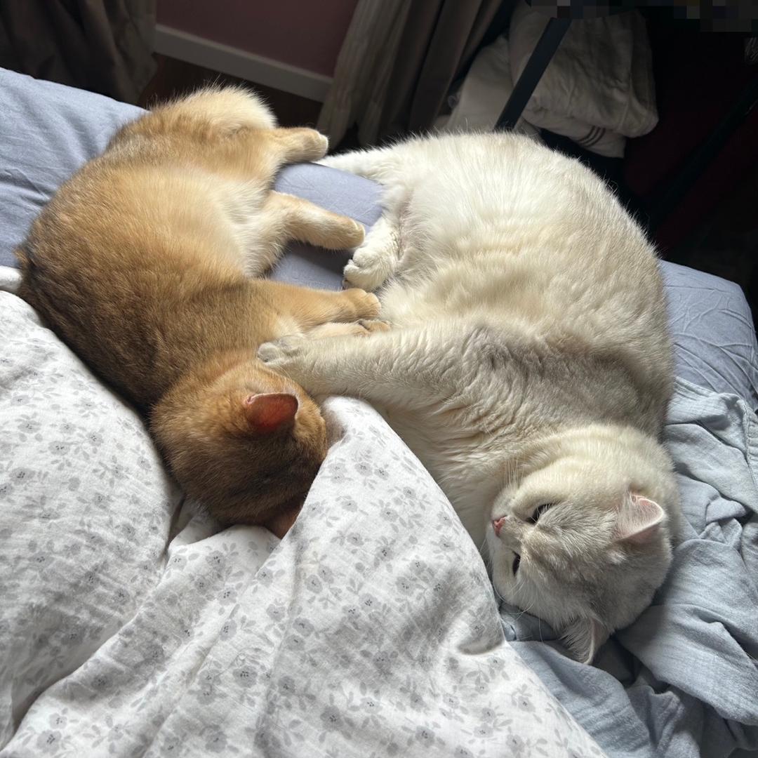 球球豆泥的日常（贴纸版）