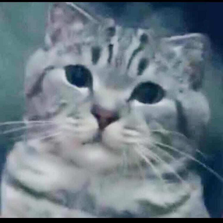 爱猫人