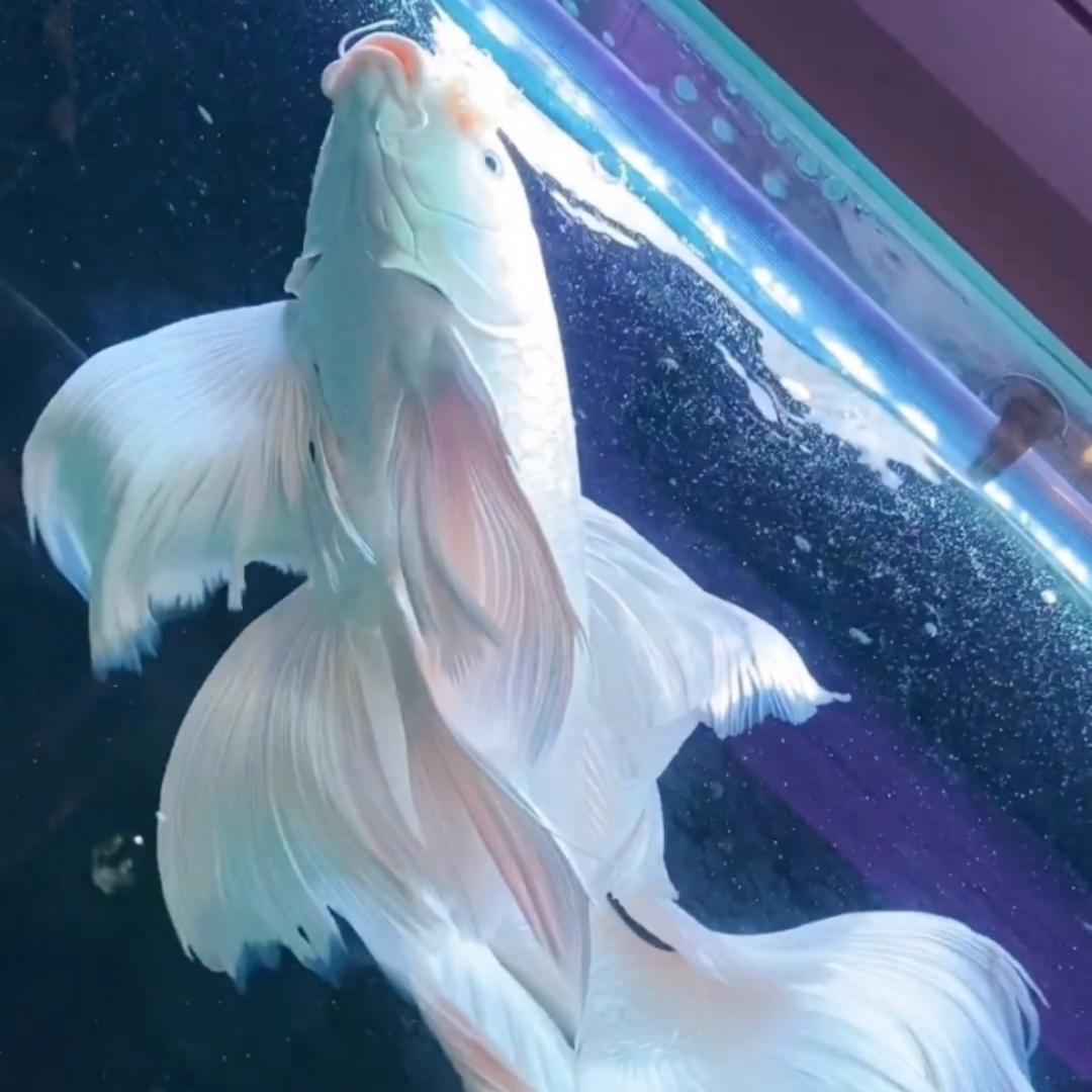 星航蝴蝶鲤