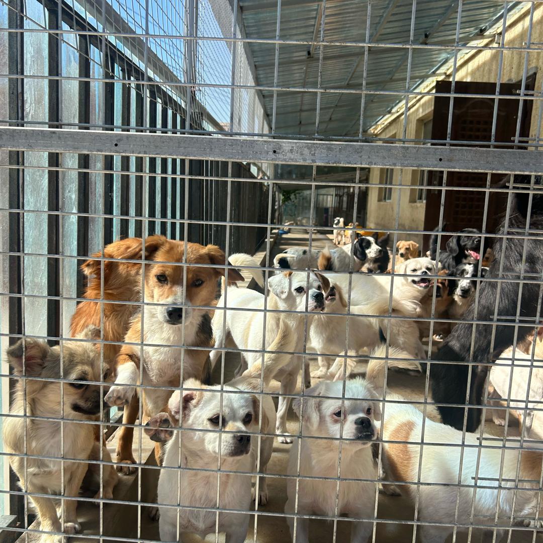 苦咖啡流浪狗基地2