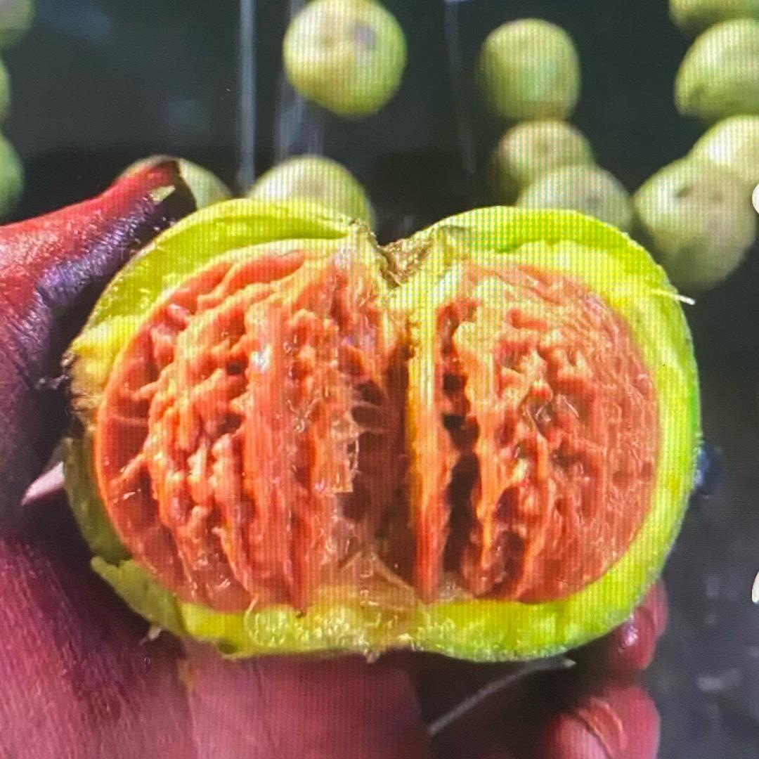 静待我核（1）