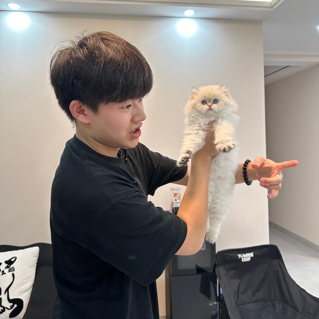 大壮萌宠店小邓缅因猫