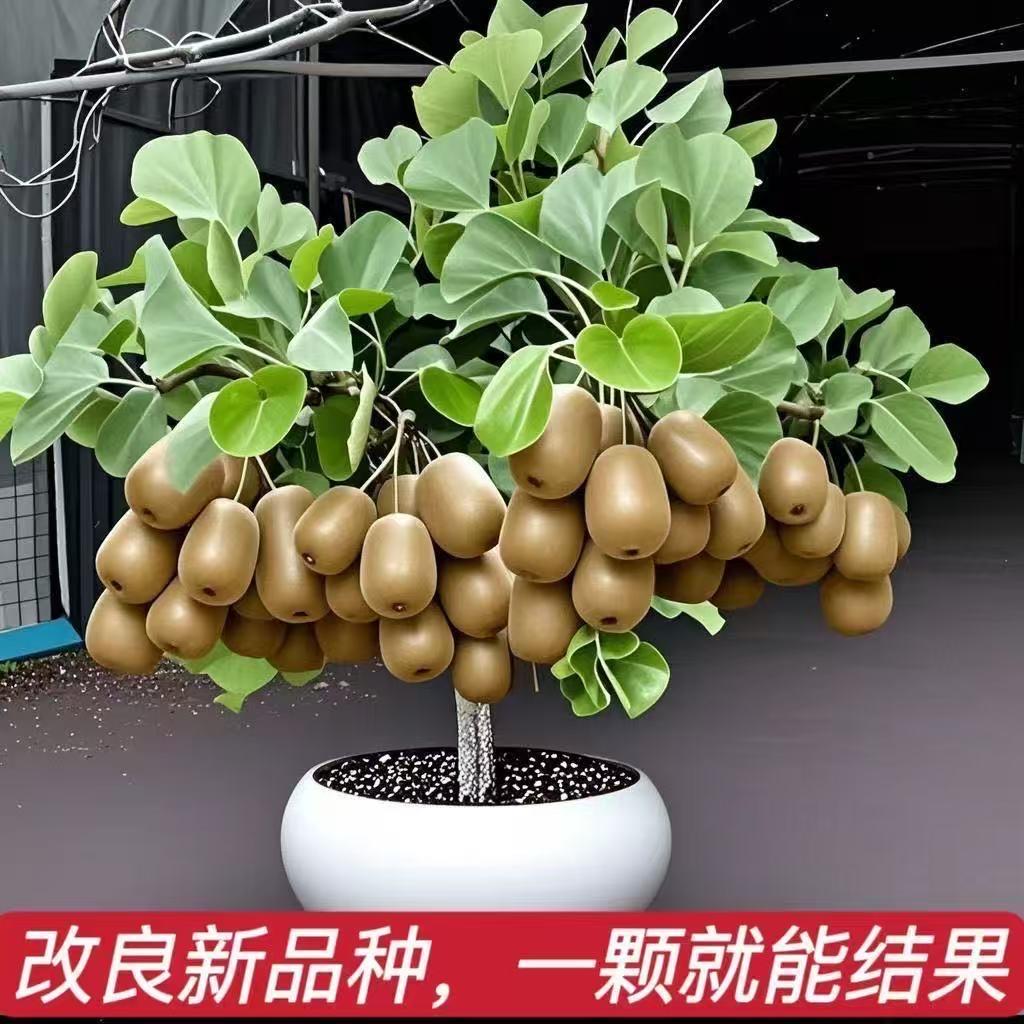 雀森森卓果树苗木专卖店