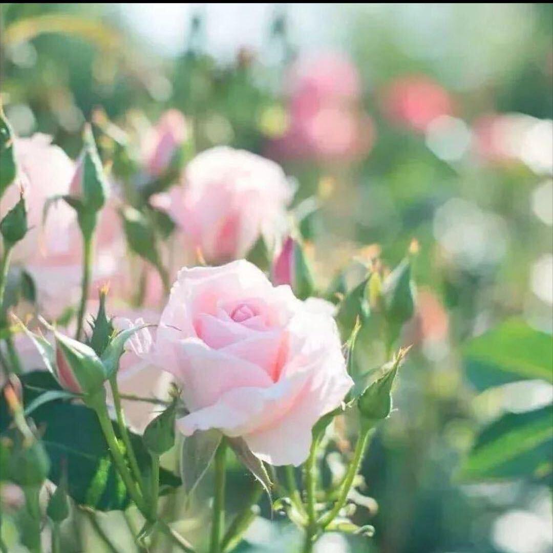 🌱栀子花