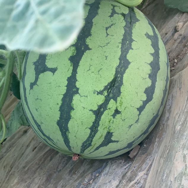 雷州美都🍉🍉🍉