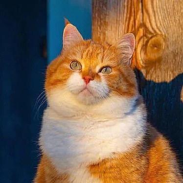 大猫小铺