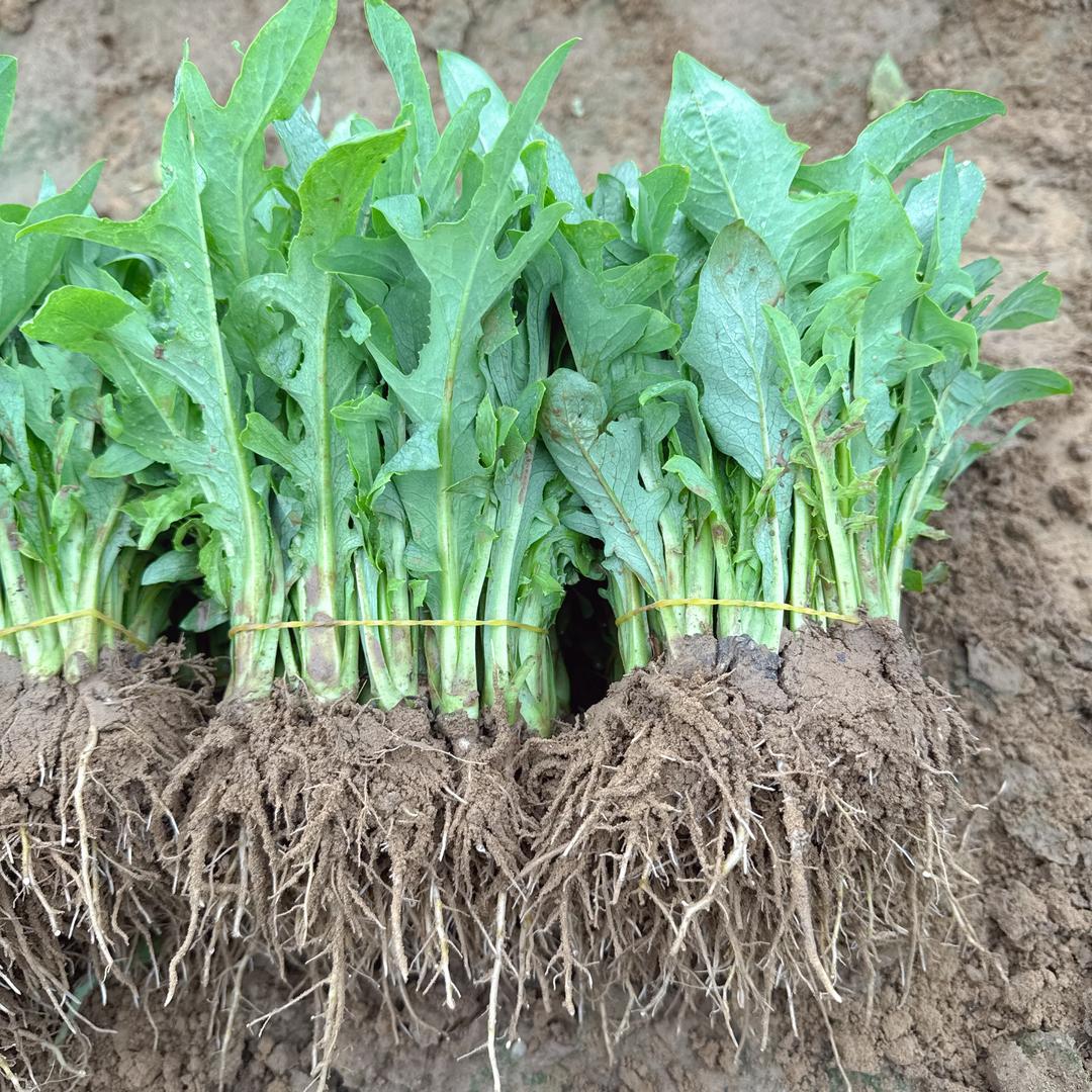 博白县阿聪家农特产