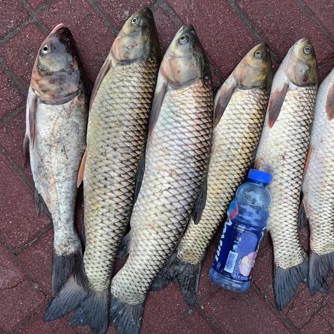 🌈老铁🎣爱钓鱼