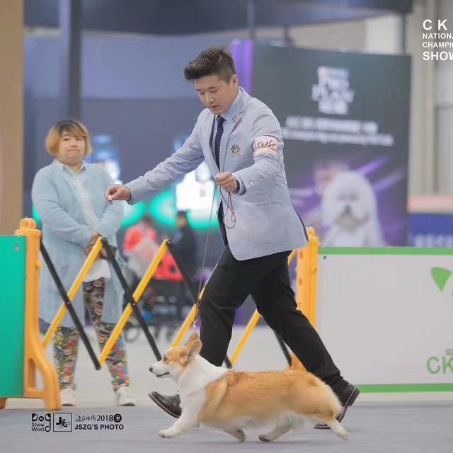 沈阳快乐家族柯基犬舍