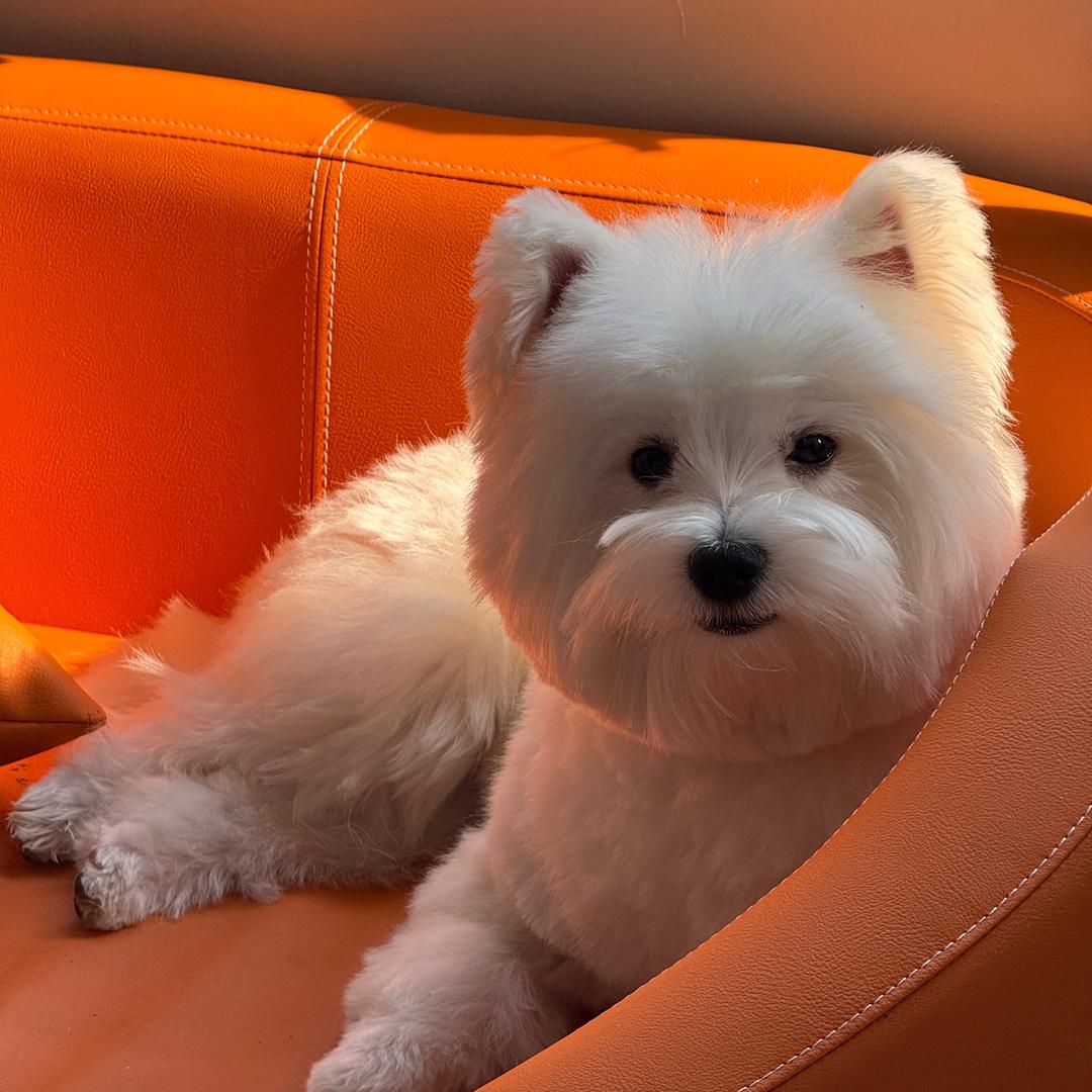 🥮饼哥和小圆🫕