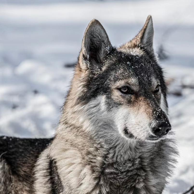 二狼🐺（捷克狼犬)客服号