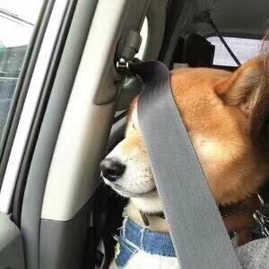 秋袮