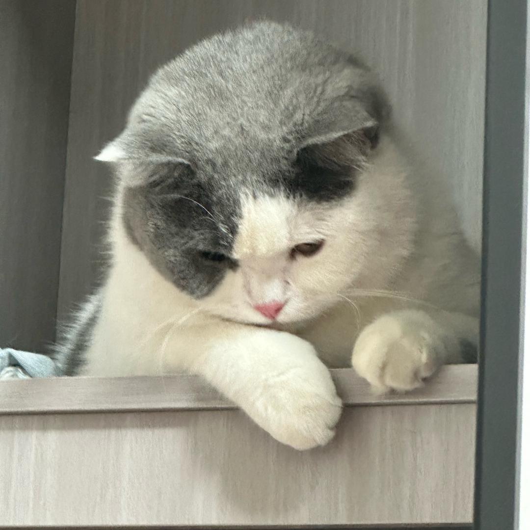 喵了个喵🐱