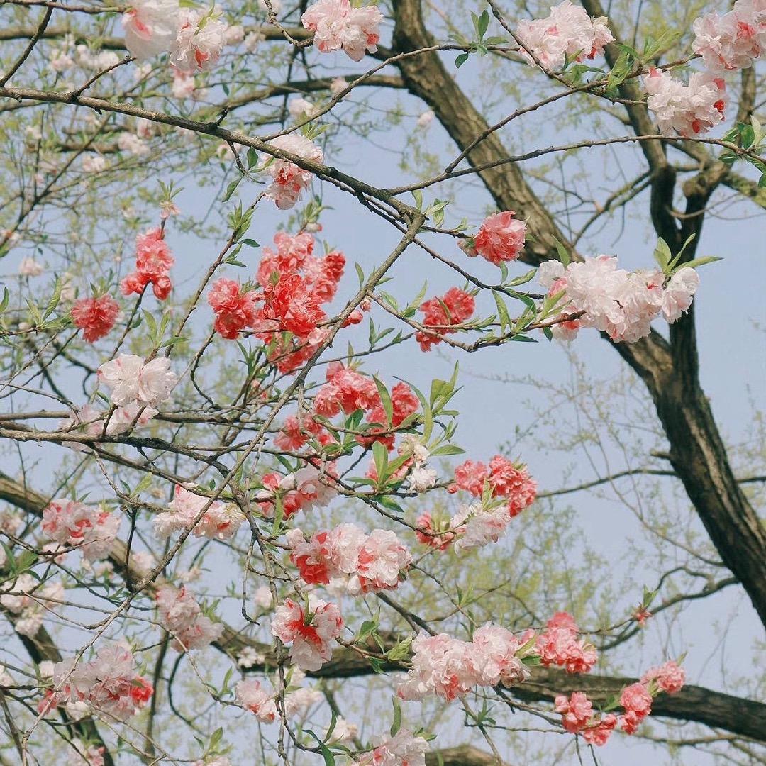 Orietta🌿头像