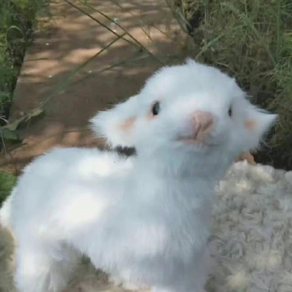 小鱼干
