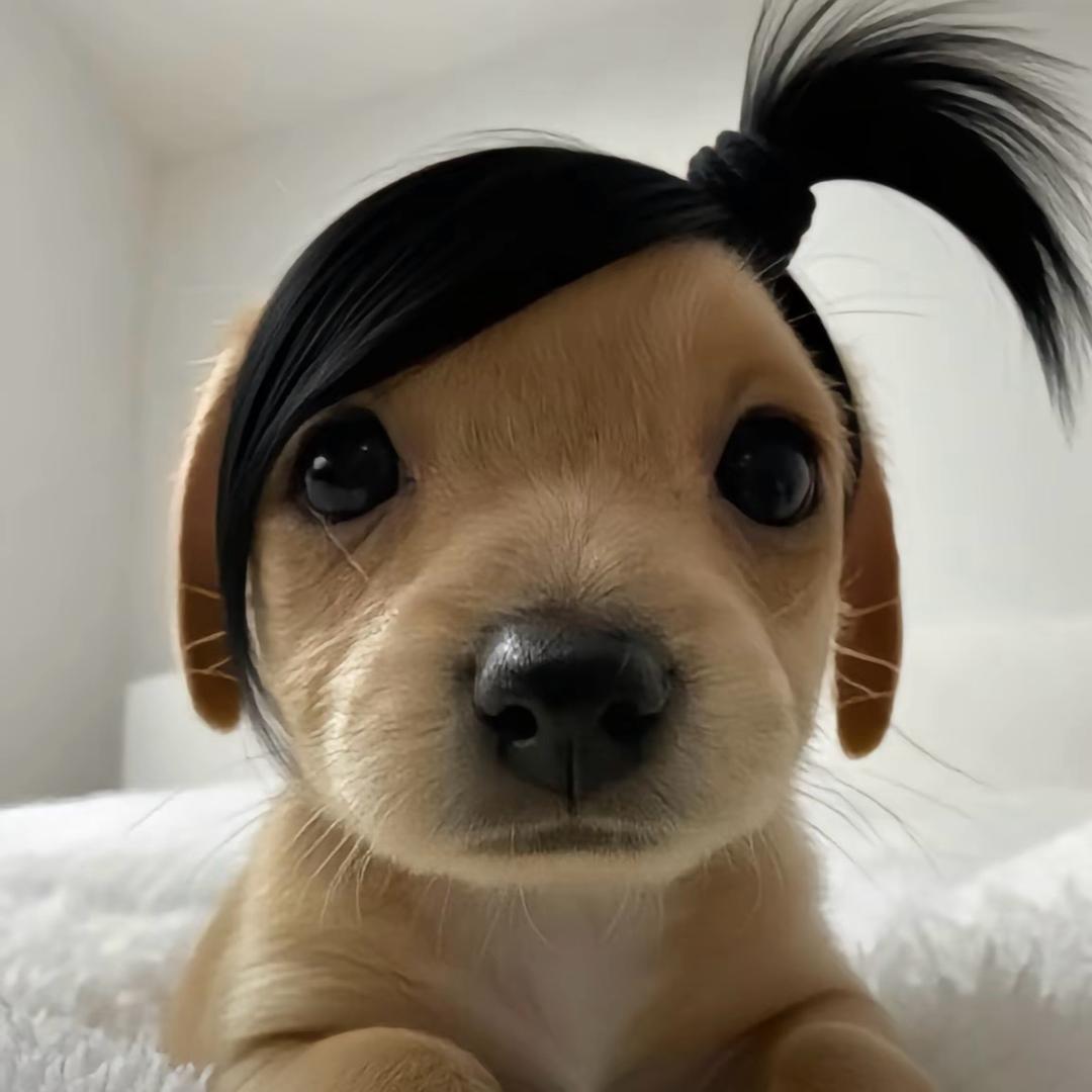 火腿淼淼
