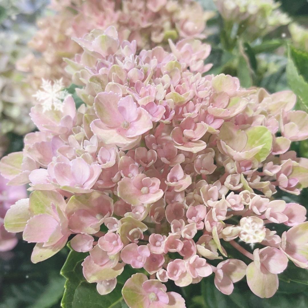 诚韵花卉