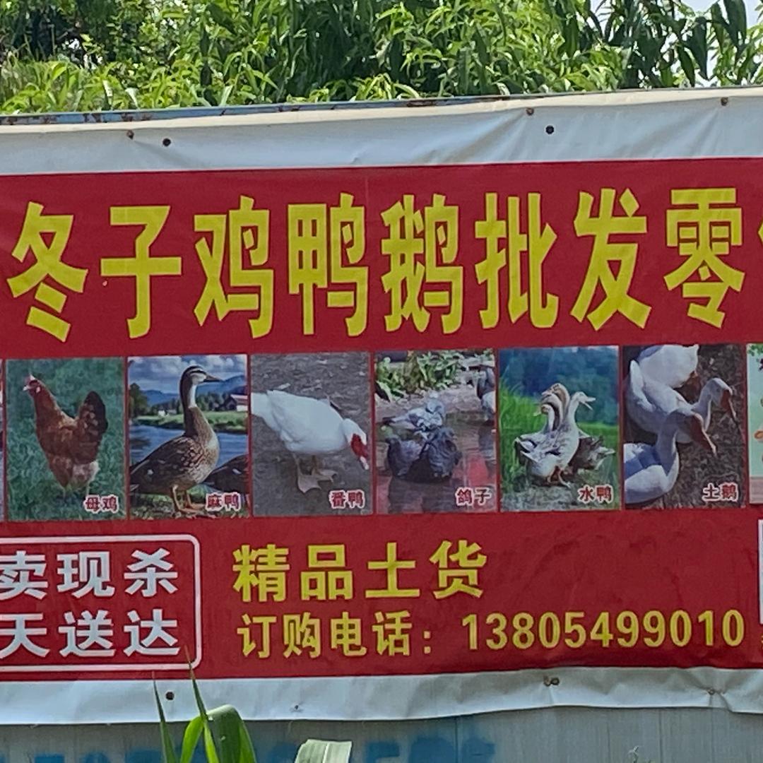 潘氏活禽鸡鸭鹅鸽子批发零售2