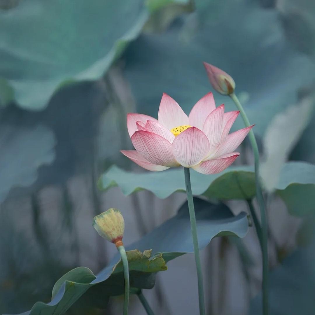 柔赐