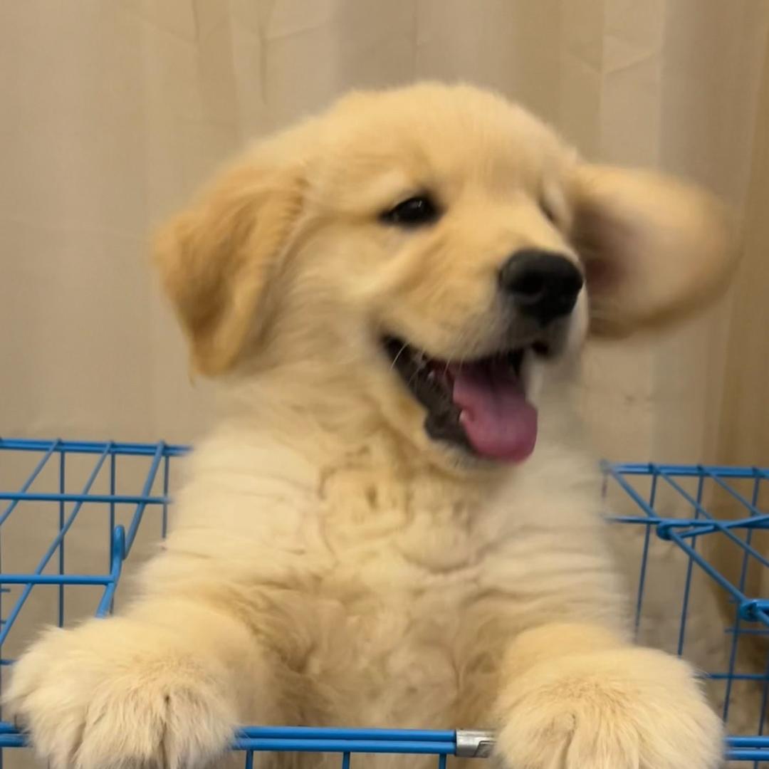 坦克的快乐生活