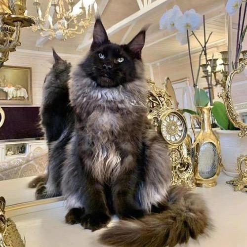 柠檬姐缅因猫 阳阳