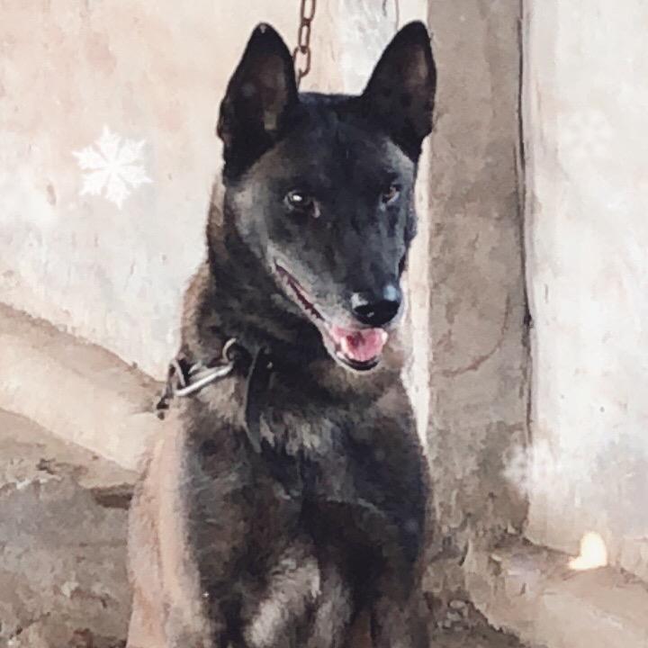 名犬繁育
