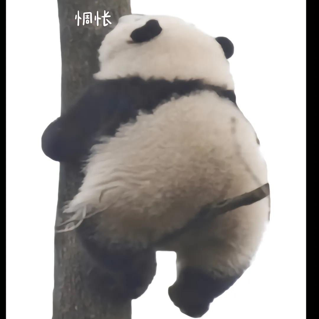 野点妹