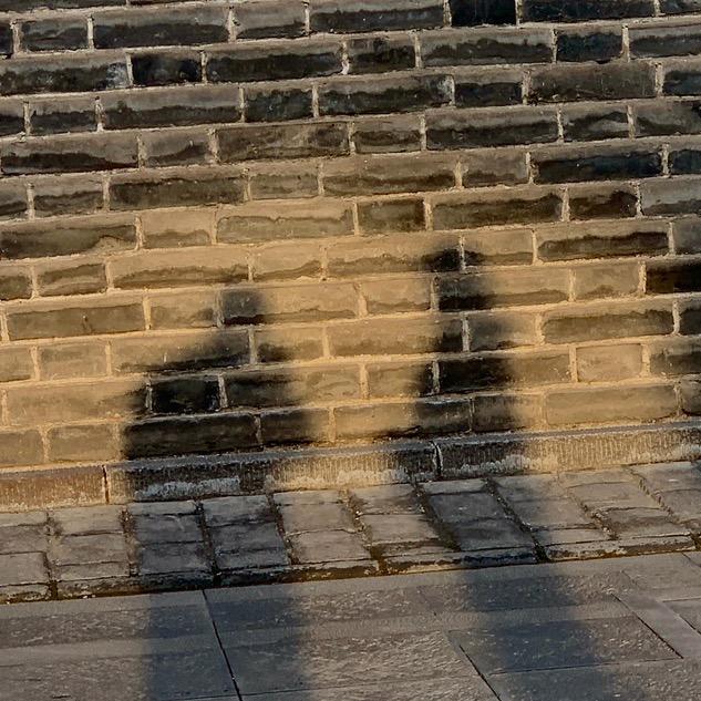 梧桐