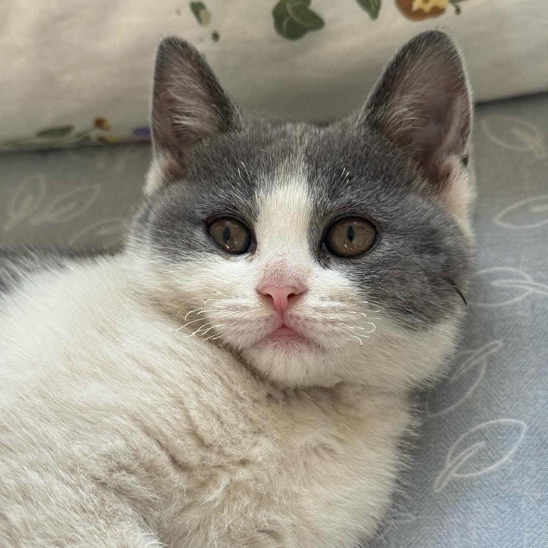 家有二六八【发癫版】