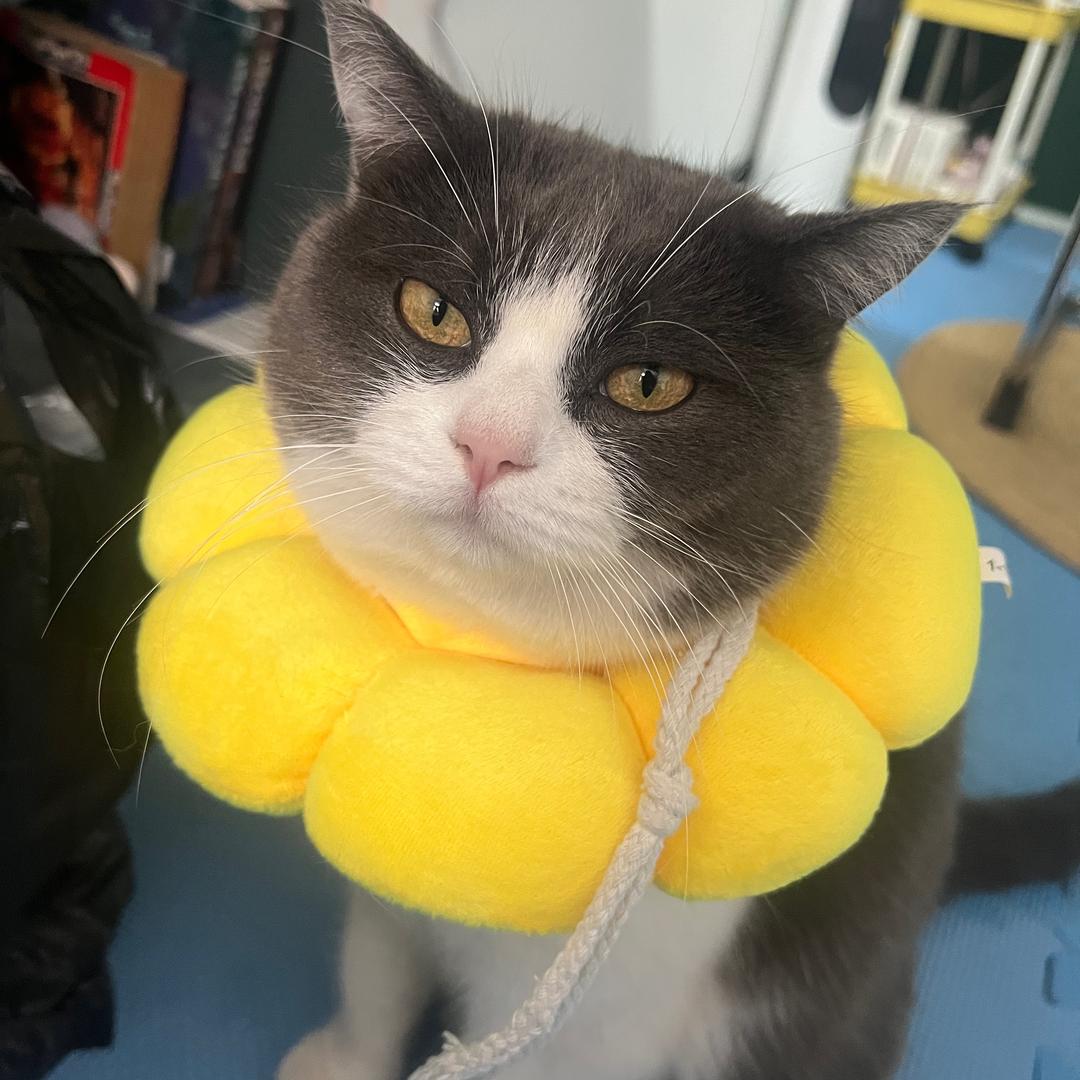 我有两只小猫咪🐱
