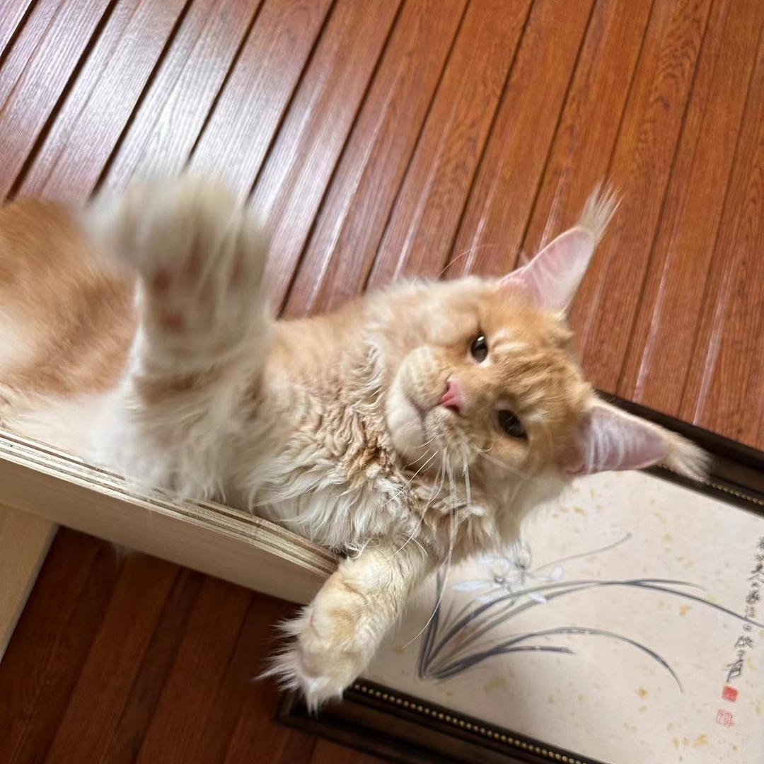 北北的缅因猫